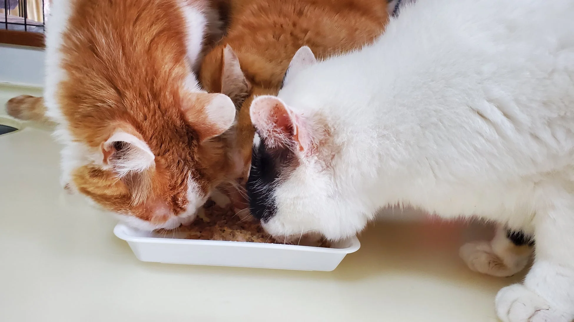 白いトレイに入ったごはんを仲良く食べている猫たち