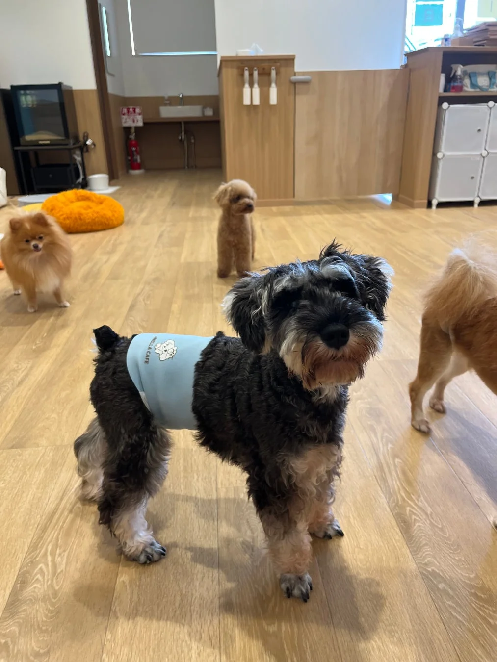 複数の犬がくつろぐ室内