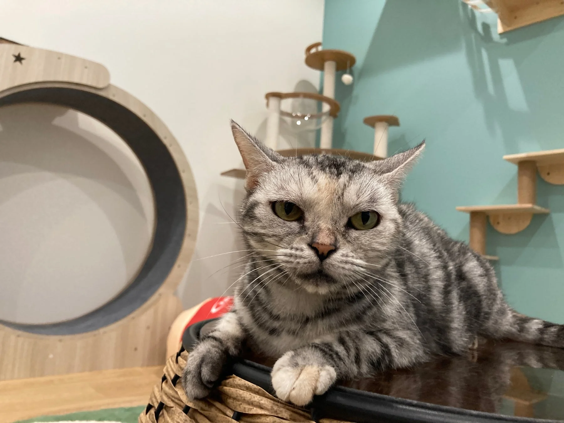 キャットタワーでくつろぐ猫