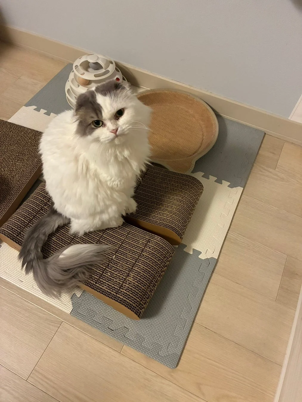 段ボールの爪とぎの上に座っている、ふわふわとした毛並みの白とグレーの猫が写っています。カメラを見つめる愛らしい表情で、周囲には猫用のおもちゃやマットが置かれています。