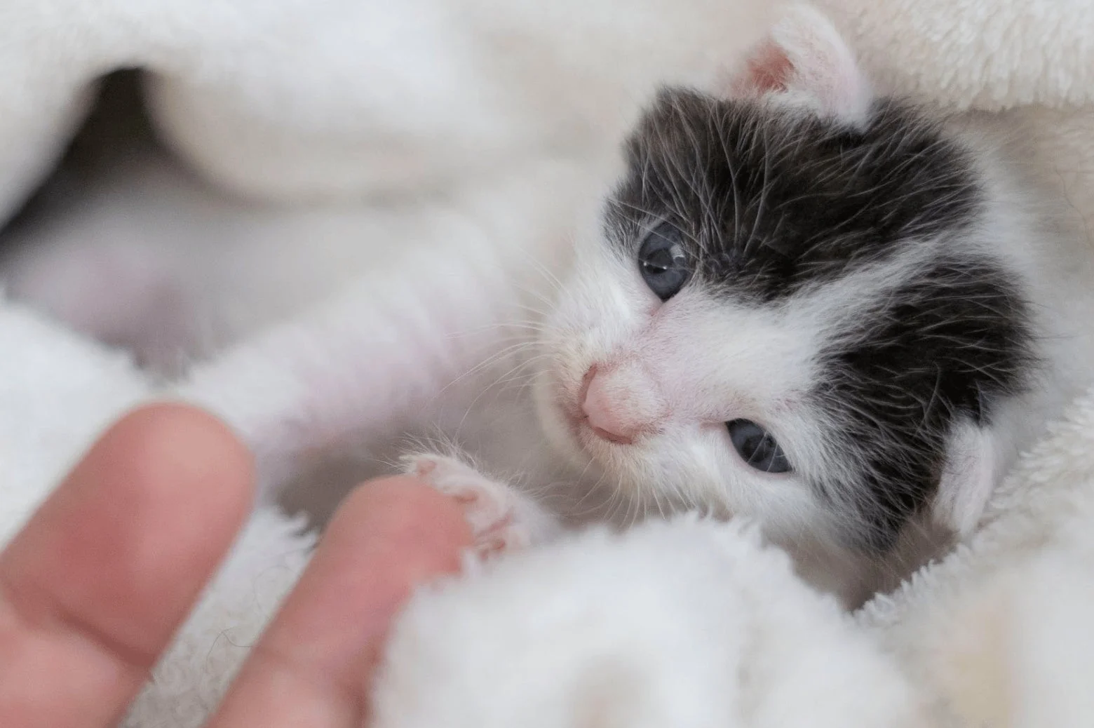 ふわふわの毛布にくるまれた子猫