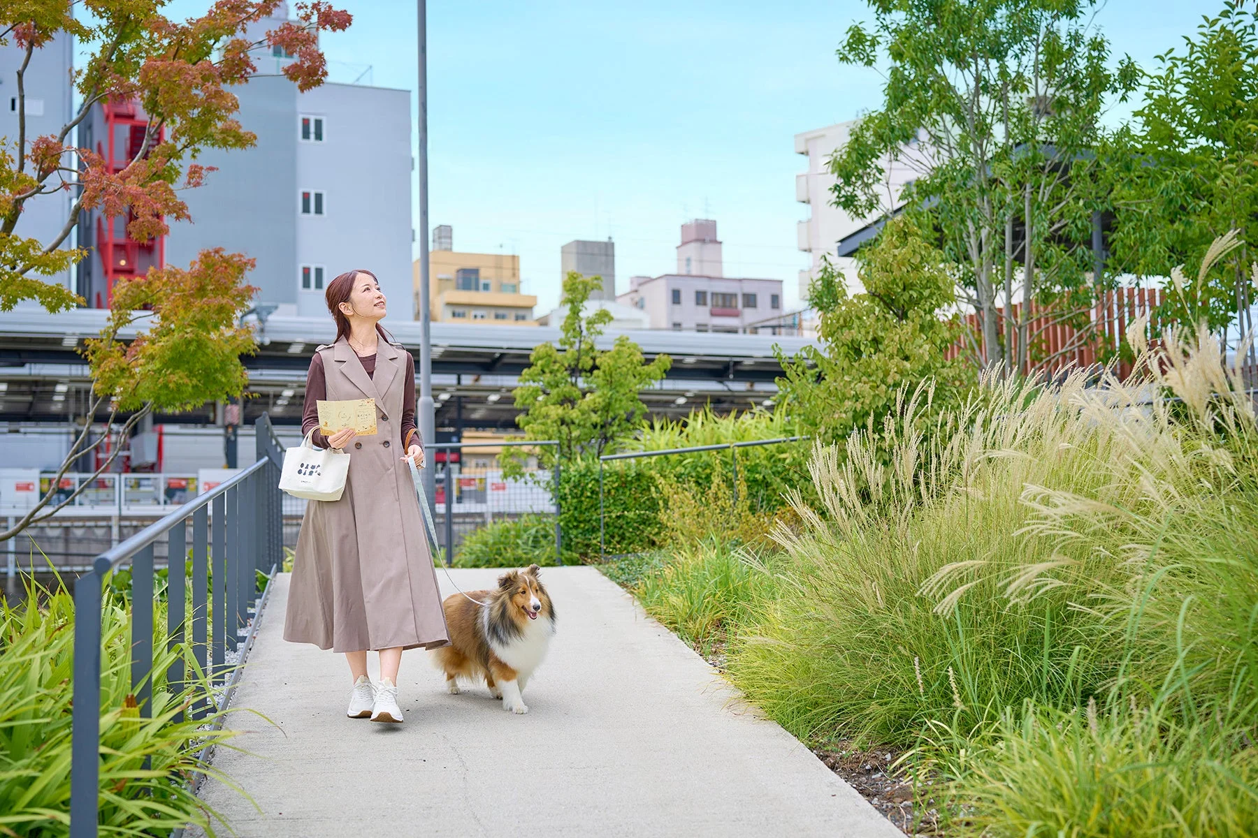 秋の美しい日差しの下、女性が愛犬のシェットランドシープドッグと遊歩道を散歩しています。