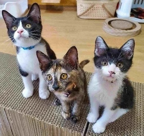 子猫3匹