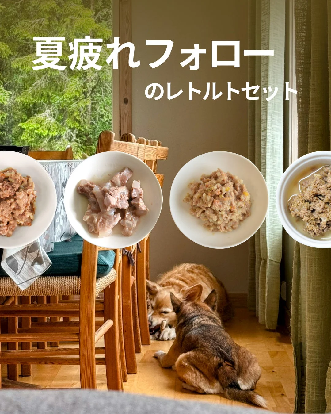 レトルトセットとくつろぐ犬たち