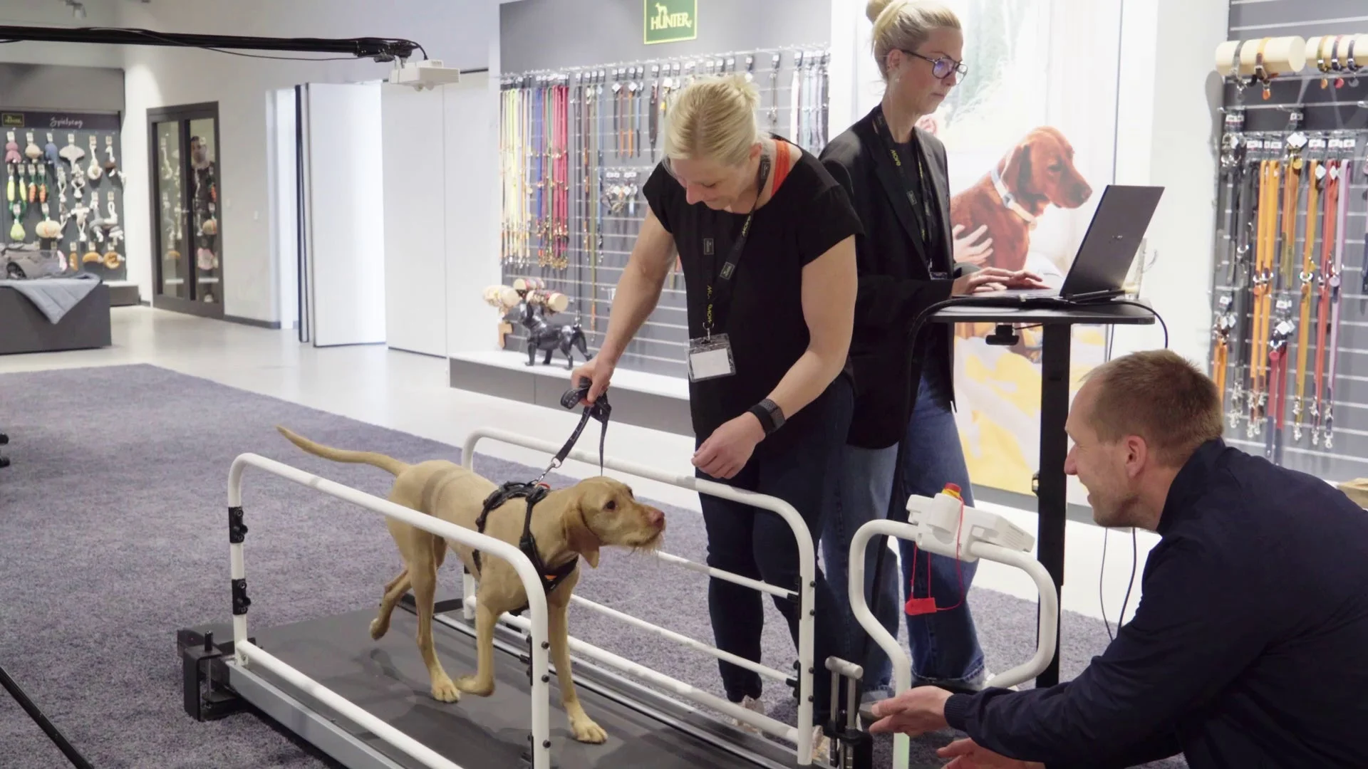 犬がトレッドミルで歩いている様子