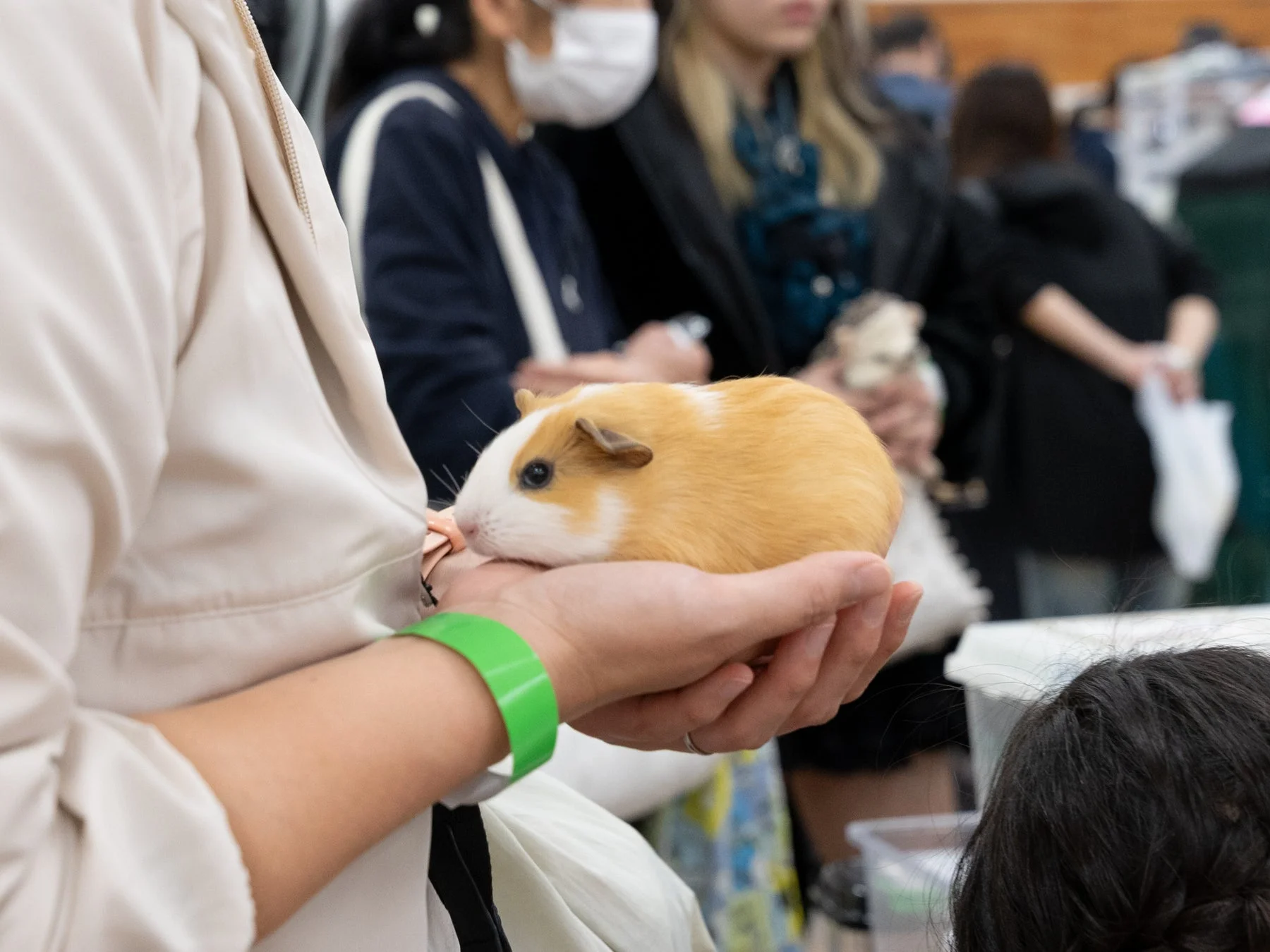 モルモットを抱っこする人々