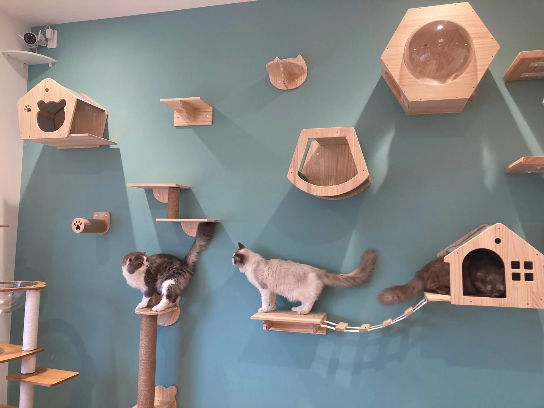 猫たちがくつろぐキャットウォーク