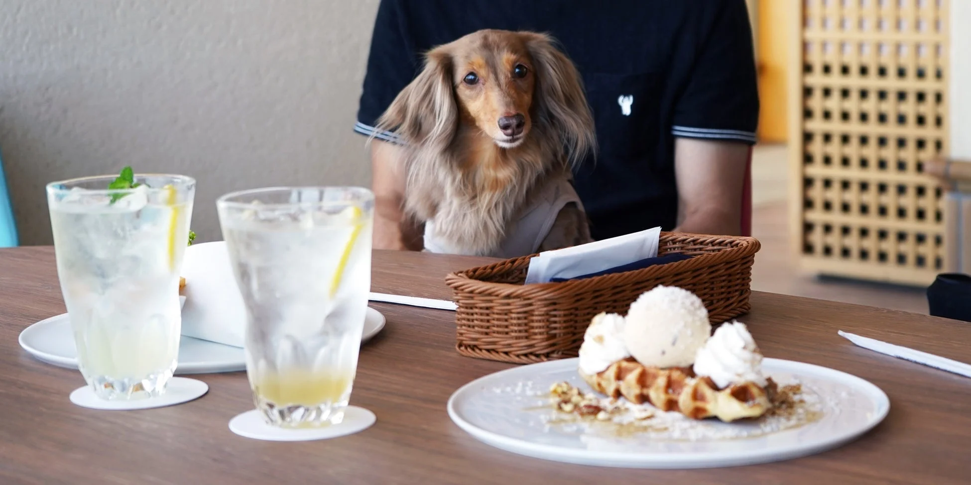 カフェでくつろぐ犬