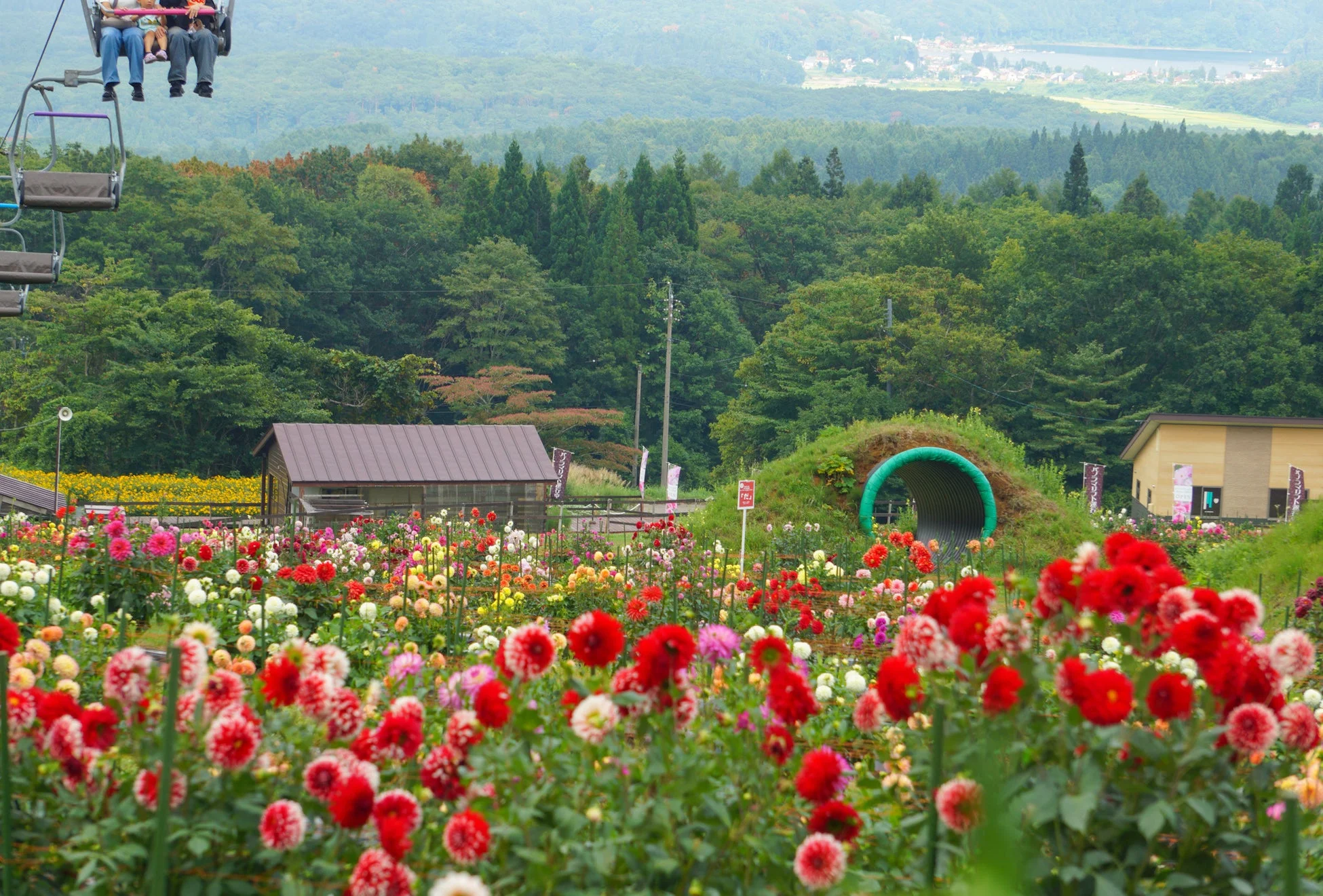 ダリアが咲き誇る花畑
