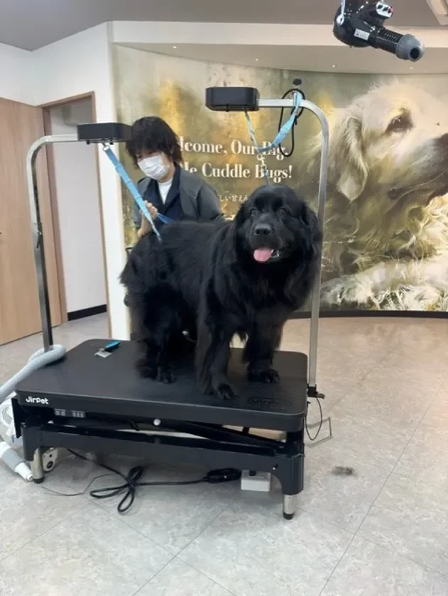 ペットサロンで、大きな黒いニューファンドランド犬がグルーミングテーブルの上でトリマーに手入れされている様子です。