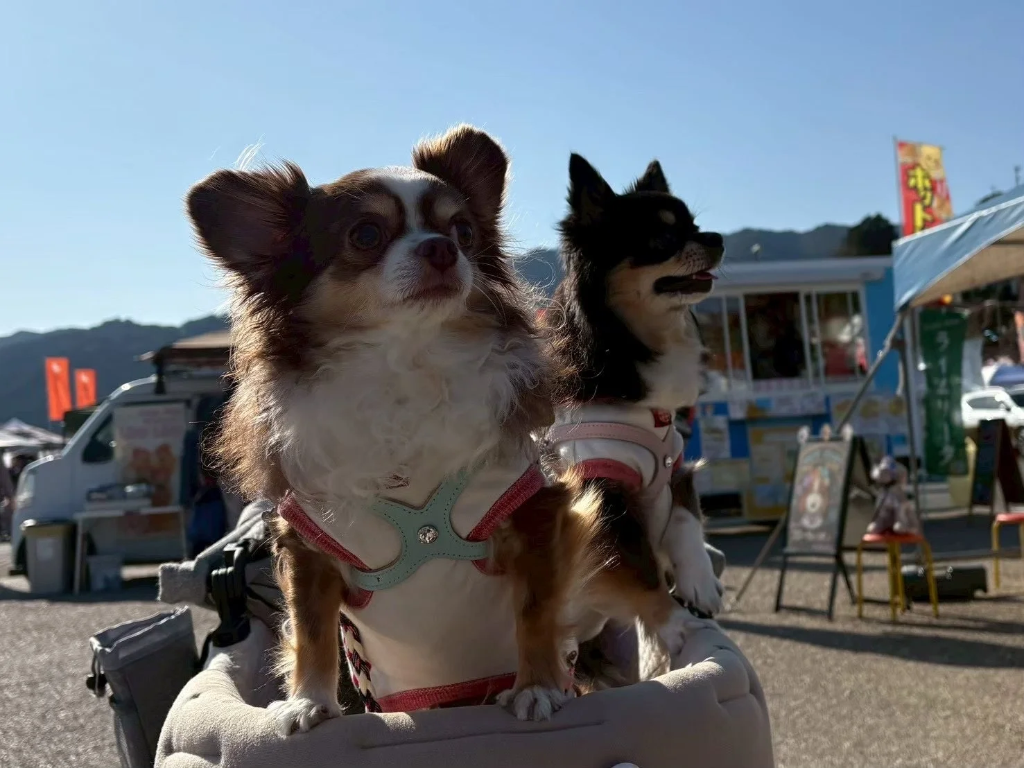 犬用カートに乗って楽しそうなチワワたち