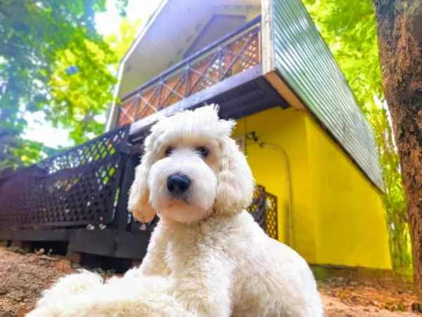 愛犬と最高の休日を！那須のプライベートヴィラ「Mimoza Retreat NASU」が平日限定の贅沢プランを発売