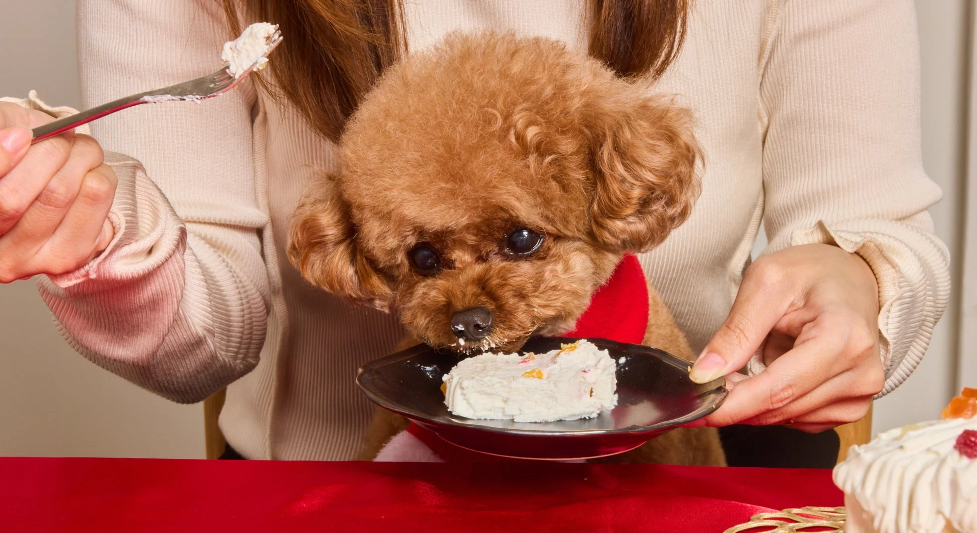 犬と人がケーキを食べる様子