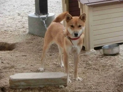 福岡県の犬猫を救う！致死処分ゼロを目指すクラウドファンディングで、あなたもヒーローになろう！