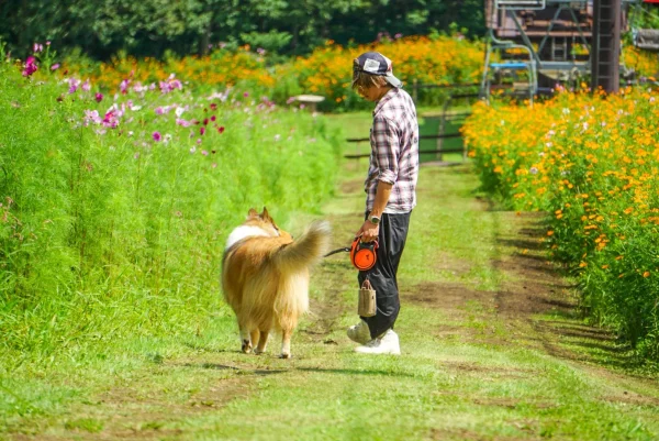 秋のお出かけは黒姫高原へ！コスモスとダリアの競演、愛犬と空中散歩も楽しめる絶景スポット