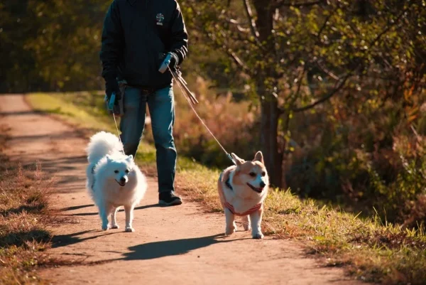 犬の多頭飼い、97.50%が「して良かった」と回答！2匹飼いが約8割を占める多頭飼いの魅力と準備を徹底調査