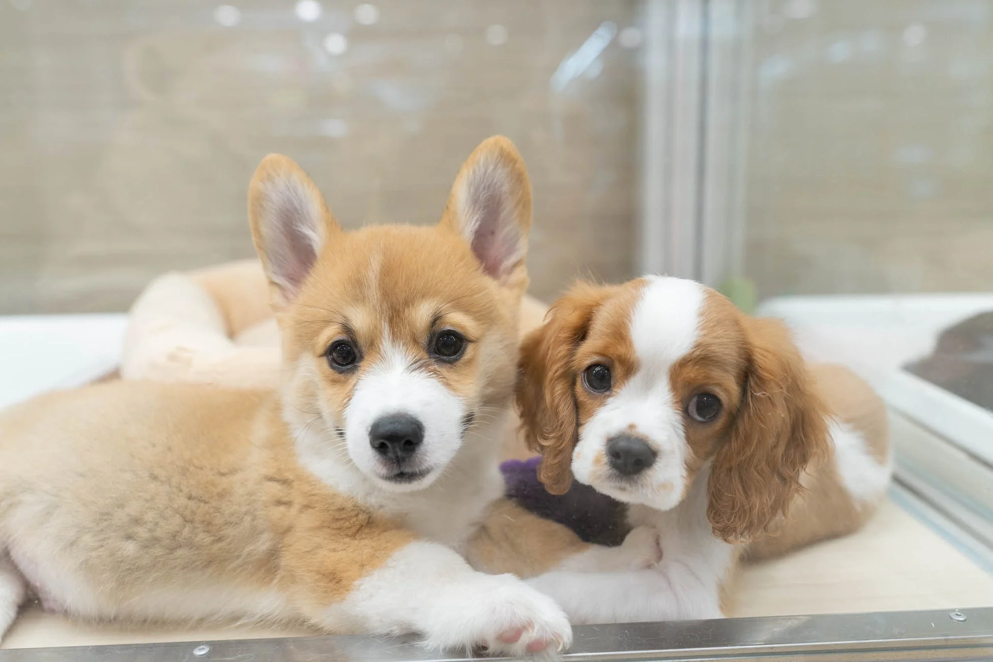 仲良しの子犬たち
