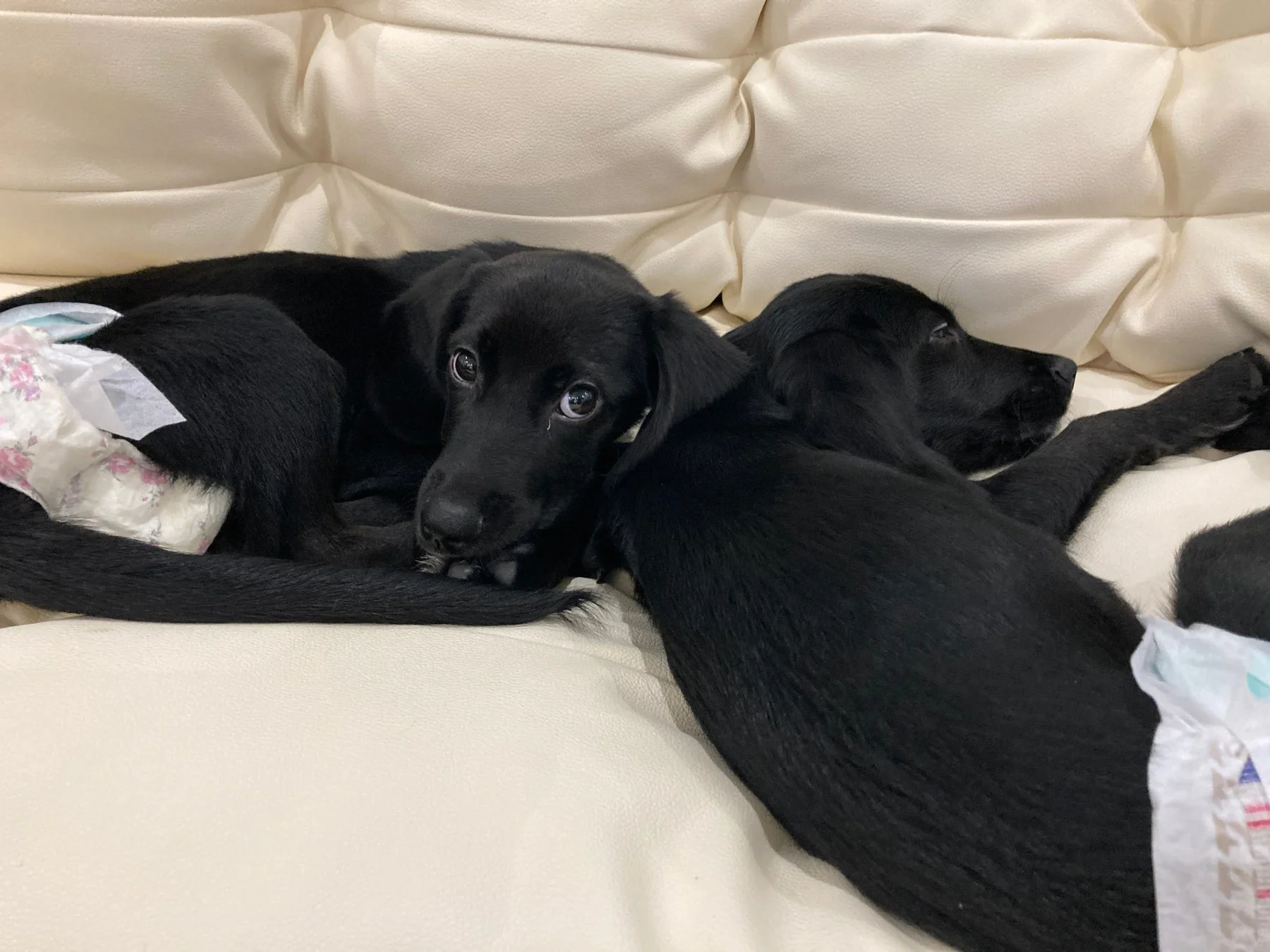 ソファで休む2匹の子犬