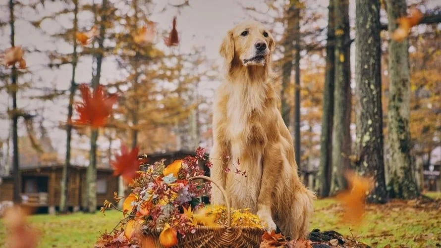 ゴールデンレトリバーと紅葉