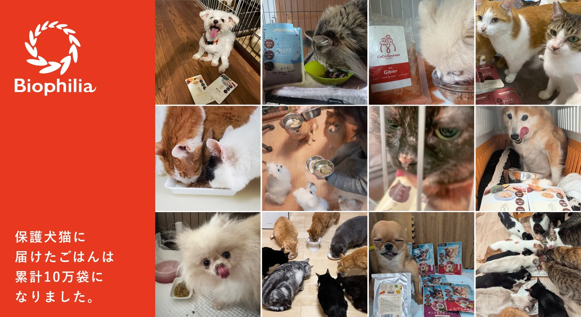 Biophiliaが保護犬猫に10万袋のごはんを届けたことを伝えるコラージュ画像