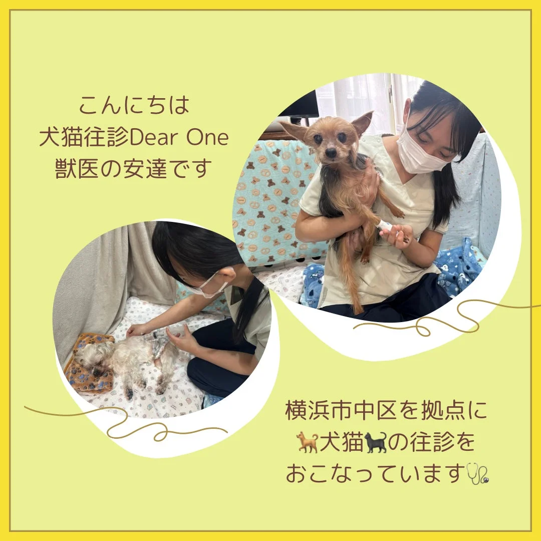 犬猫往診Dear Oneの獣医、安達美帆氏