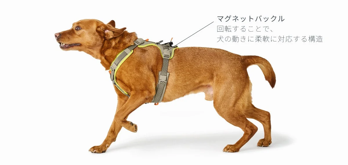 犬がマグネットバックル付きハーネスを装着している画像