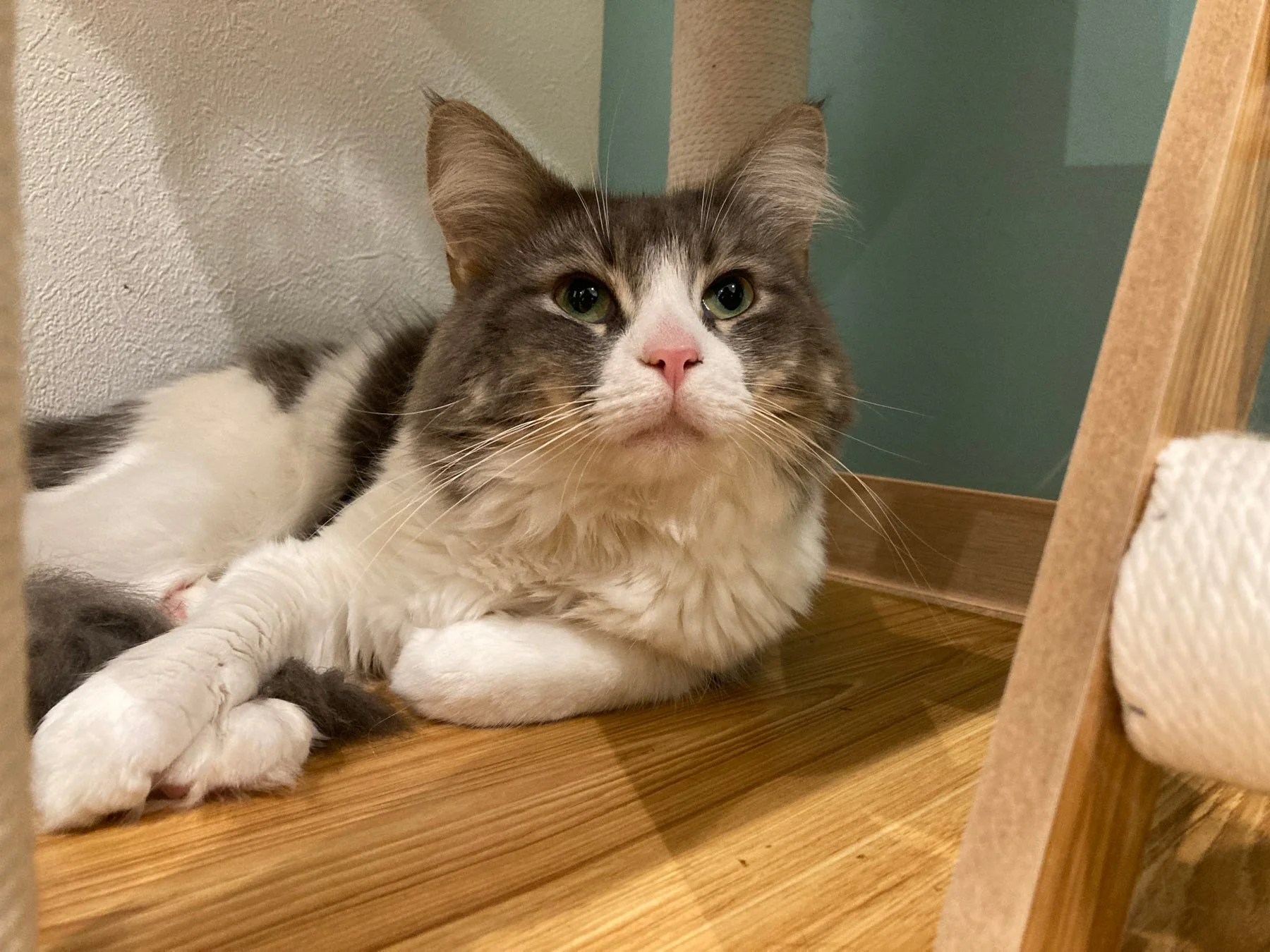 床に伏せる長毛種の猫