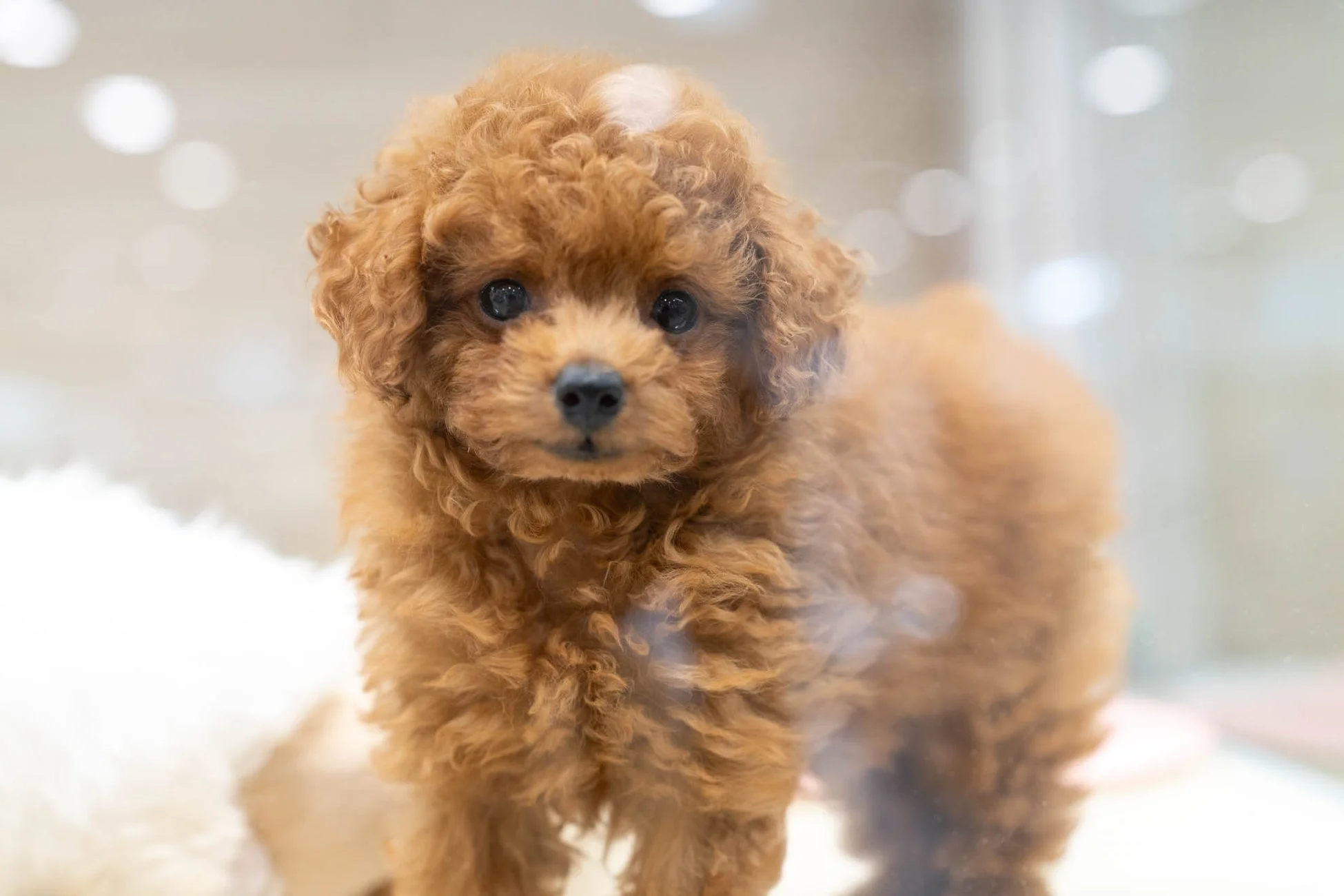ふわふわなトイプードルの子犬