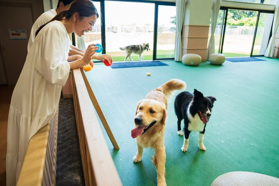 室内ドッグランで笑顔の女性と遊ぶ犬たち