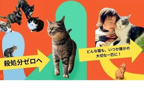 殺処分ゼロを目指す猫たち